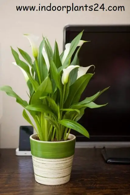 Araceae White calla lily indoor plant information